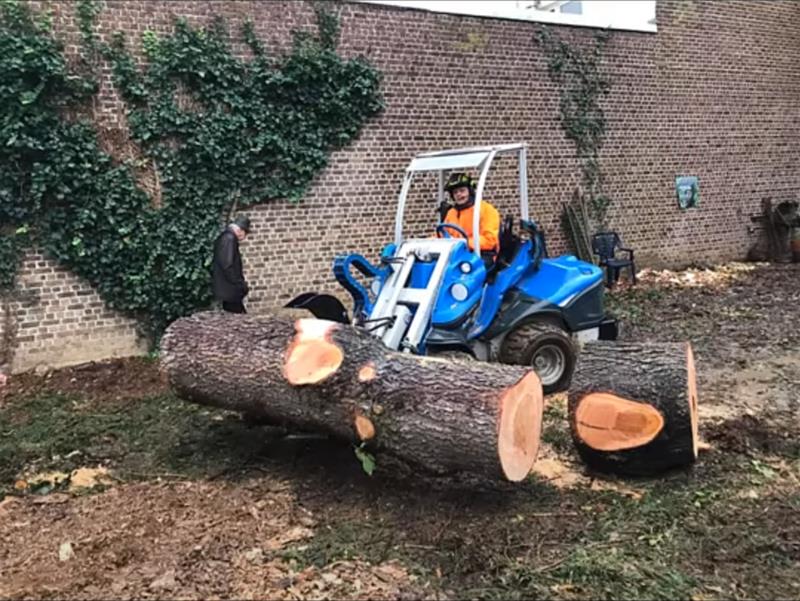 Demonteren-grote-ceder-in-stadstuin