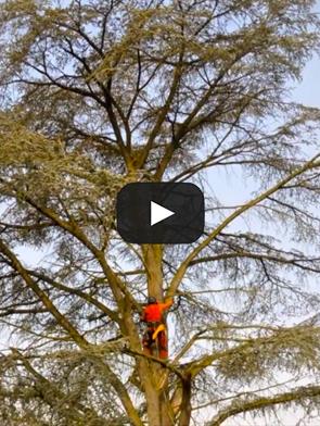 afbraak-van-grote-boom-in-particuliere-tuin