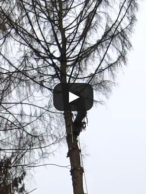 time-lapse-van-afbreken-van-sparren