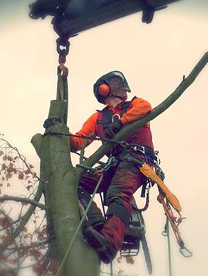 beuk-afbreken-met-kraanwerk-te-ham